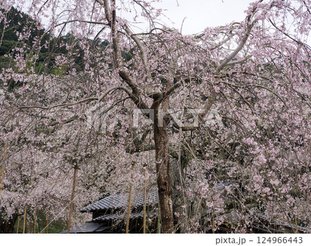 桜と石垣 桜と石垣 124966443