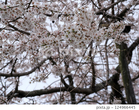 桜のある風景 124966445