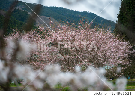 日本の岡山県真庭市の美甘宿の美しい春の風景と古い建物 日本の岡山県真庭市の美甘宿の美しい春の風景と古い建物 124966521