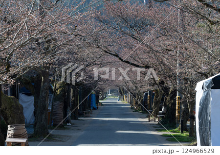 日本の岡山県真庭市の美甘宿の美しい春の風景と古い建物 124966529