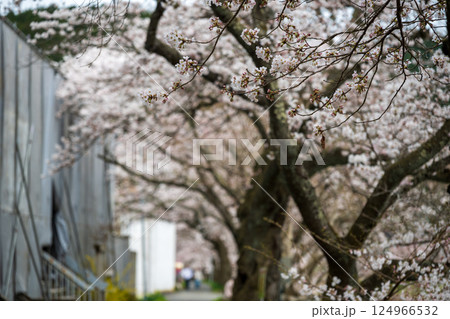 日本の岡山県真庭市の美甘宿の美しい春の風景と古い建物 日本の岡山県真庭市の美甘宿の美しい春の風景と古い建物 124966532