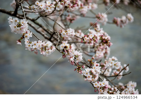 日本の岡山県真庭市の美甘宿の美しい春の風景と古い建物 日本の岡山県真庭市の美甘宿の美しい春の風景と古い建物 124966534