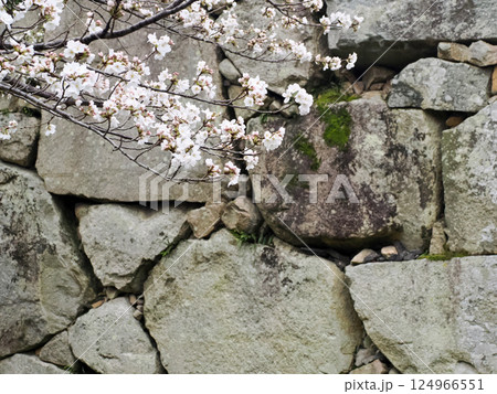 桜と石垣 124966551