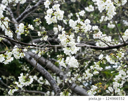 ミドリヨシノのある風景 ミドリヨシノのある風景 124966552