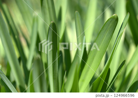 新緑　葉模様 124966596