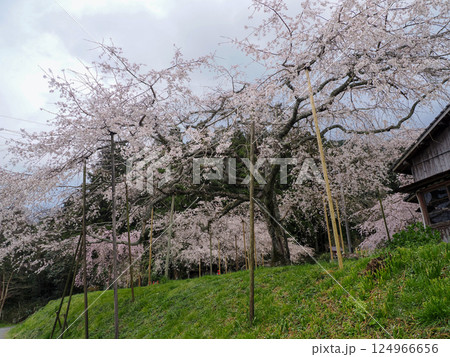萩市・南明寺のしだれ桜 124966656