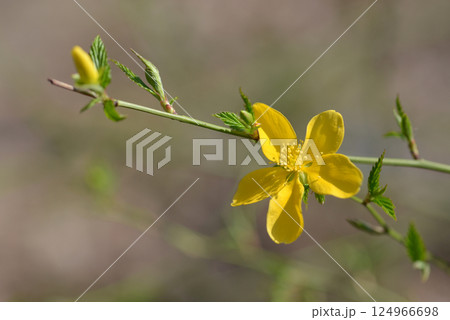 ヤマブキ 124966698