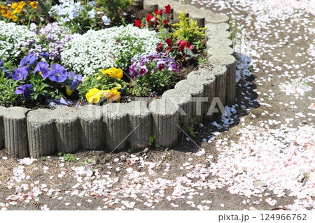 サクラ散る公園の花壇(神奈川県横浜市磯子区杉田5丁目) サクラ散る公園の花壇(神奈川県横浜市磯子区杉田5丁目) 124966762