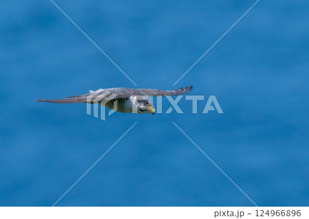 日本海をバックに悠然と飛ぶハヤブサ成鳥 124966896