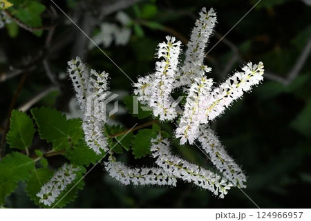 南アフリカ原産の沢山の白色の花の穂状花序が綺麗なフブキバナ 南アフリカ原産の沢山の白色の花の穂状花序が綺麗なフブキバナ 124966957