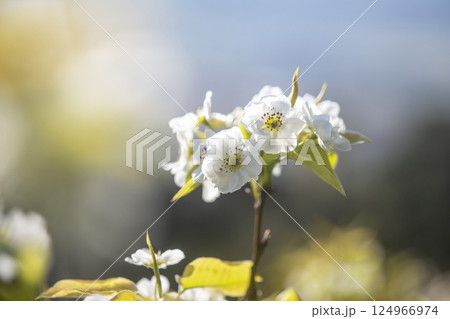 二十世紀梨の花（鳥取県湯梨浜町） 124966974