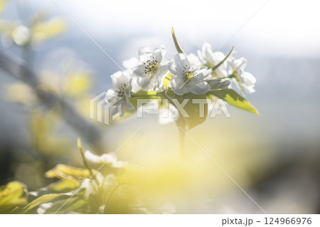 二十世紀梨の花(鳥取県湯梨浜町) 二十世紀梨の花(鳥取県湯梨浜町) 124966976