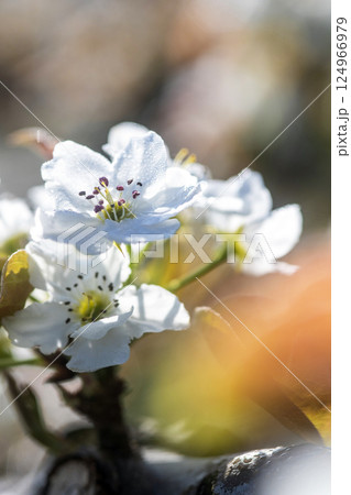二十世紀梨の花(鳥取県湯梨浜町) 二十世紀梨の花(鳥取県湯梨浜町) 124966979