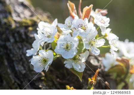 二十世紀梨の花（鳥取県湯梨浜町） 124966983