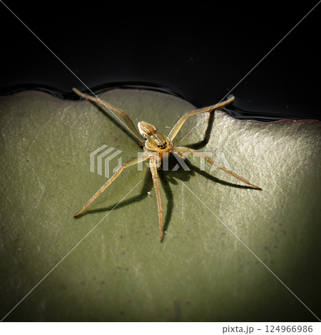 Crafty Fishing Spider 124966986
