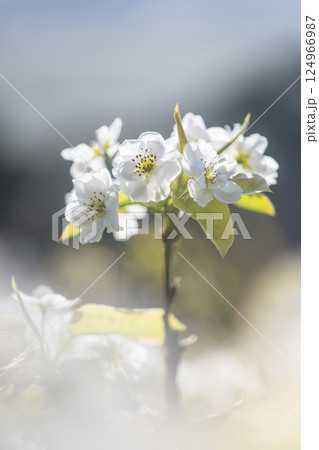 二十世紀梨の花(鳥取県湯梨浜町) 二十世紀梨の花(鳥取県湯梨浜町) 124966987