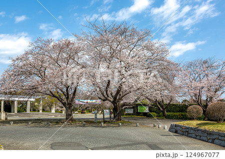 水戸市大串貝塚の桜【ソメイヨシノ】 124967077