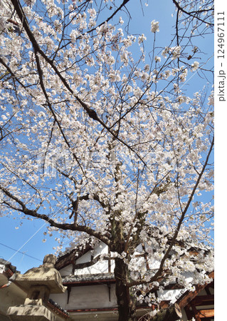深草墨染町の桜 124967111