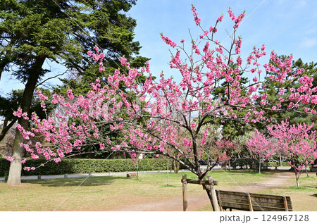 京都御苑　満開の花桃　桃林　京都市 124967128