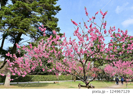 京都御苑　満開の花桃　桃林　京都市 124967129
