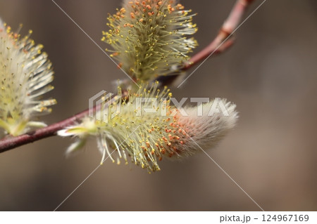 フリソデヤナギ フリソデヤナギ 124967169