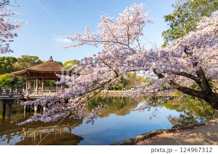 満開の桜と奈良公園の浮見堂 満開の桜と奈良公園の浮見堂 124967312