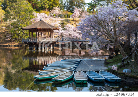 浮見堂の鷺池と桜 124967314
