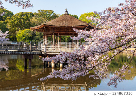 浮見堂の桜咲く 124967316