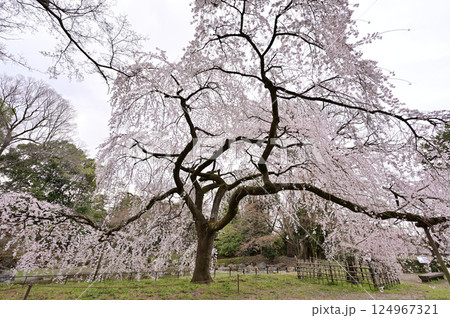 近衛邸跡　満開の枝垂れ桜　京都御苑　京都市 124967321