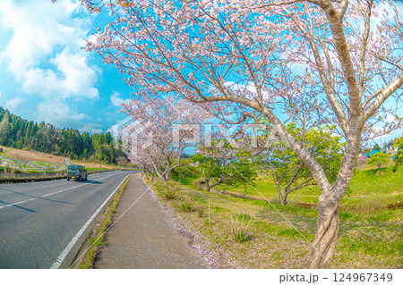瀬又の桜と鯉のぼりの風景 124967349