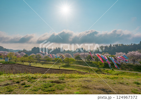 瀬又の桜並木と鯉のぼりの風景 124967372