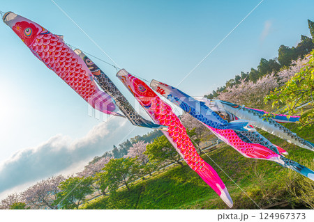 瀬又の桜並木と鯉のぼりの風景 124967373