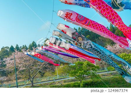瀬又の桜並木と鯉のぼりの風景 124967374
