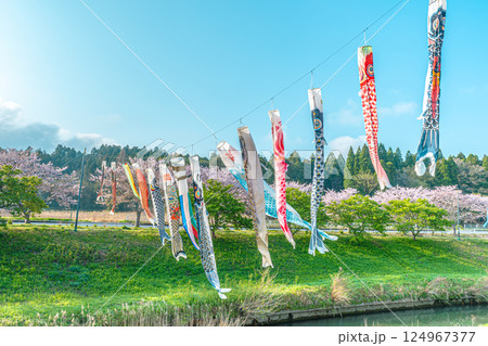 瀬又の桜並木と鯉のぼりの風景 124967377
