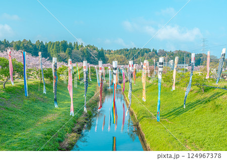 瀬又の桜並木と鯉のぼりの風景 124967378