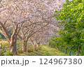 瀬又の桜並木の風景 瀬又の桜並木の風景 124967380