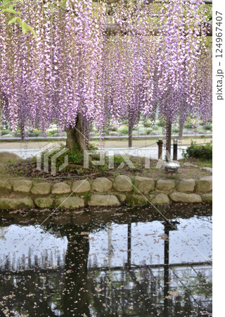 津島天王川公園　藤棚の藤(愛知県津島市) 124967407