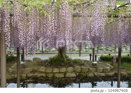 津島天王川公園　藤棚の藤(愛知県津島市) 124967408