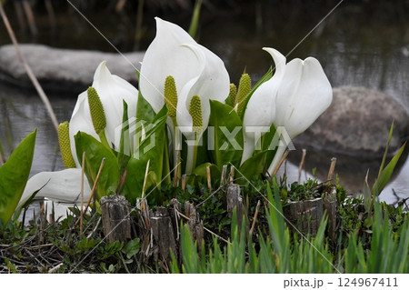 春に咲くミズバショウ 124967411