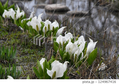 春に咲くミズバショウ 124967416
