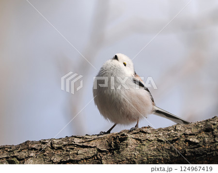 木に止まるシマエナガ 124967419