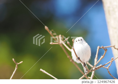 枝に止まるシマエナガ 124967426