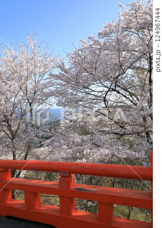吉野山 下千本の桜 ( 奈良県 吉野町 ) 吉野山 下千本の桜 ( 奈良県 吉野町 ) 124967444