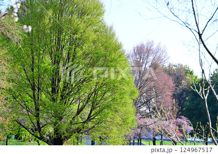 新緑と花桃 城山公園 桶川市 新緑と花桃 城山公園 桶川市 124967517