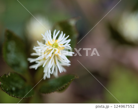 4月の雑木林にひっそりと咲いた「ヒトリシズカ(一人静)」 4月の雑木林にひっそりと咲いた「ヒトリシズカ(一人静)」 124967552