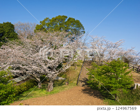 満開の桜が咲く公園風景　階段と東屋 124967569