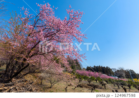 埼玉県秩父郡東秩父村大内沢　早春の里山の斜面に花桃が咲き乱れる「花桃の郷」の青空に映える早咲き桜 124967598