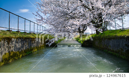 日本の富山県東部にある用水路沿いの4月の桜並木の様子 日本の富山県東部にある用水路沿いの4月の桜並木の様子 124967615