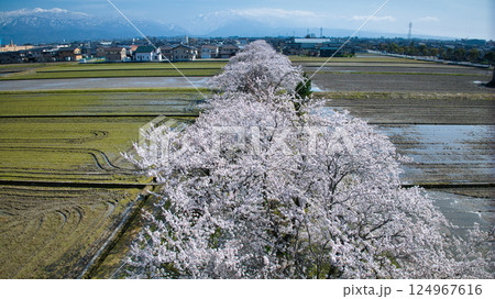 日本の富山県東部にある用水路沿いの4月の桜並木の様子 日本の富山県東部にある用水路沿いの4月の桜並木の様子 124967616