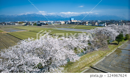 日本の富山県東部にある用水路沿いの4月の桜並木の様子 124967624